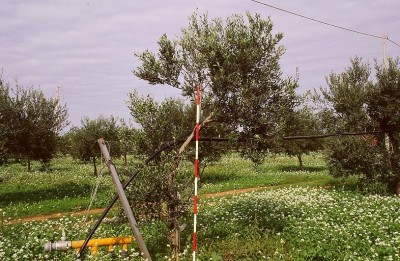 olivo endoterapia 3.jpg (155.3 KiB) Osservato 2028 volte olivo endoterapia 3.jpg