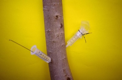 olivo endoterapia 4.jpg (41.2 KiB) Osservato 2028 volte olivo endoterapia 4.jpg