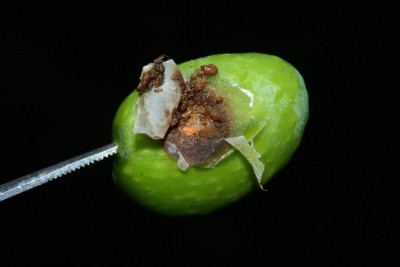 micosi+cecidomia.JPG (40.91 KiB) Osservato 8620 volte micosi+cecidomia.JPG