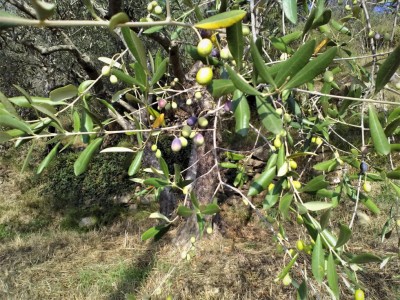 Taggiasca - invaiatura.jpg (223.31 KiB) Osservato 1213 volte Taggiasca - invaiatura.jpg