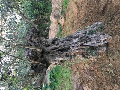 428B5C31-D8C5-4F14-94E1-C1956929E3F4.jpeg (226.29 KiB) Osservato 866 volte 428B5C31-D8C5-4F14-94E1-C1956929E3F4.jpeg