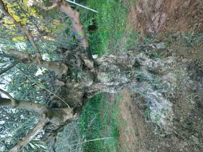 AE3A820C-5632-493B-8227-50DC0EF8EEE8.jpeg (225.36 KiB) Osservato 866 volte AE3A820C-5632-493B-8227-50DC0EF8EEE8.jpeg