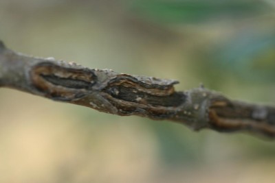 danni da gelo.JPG (29.88 KiB) Osservato 754 volte danni da gelo.JPG