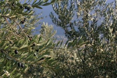 oliveto sperimentale alpino.JPG (123.15 KiB) Osservato 860 volte oliveto sperimentale alpino.JPG