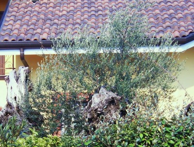 olivo immortale.JPG (251.49 KiB) Osservato 860 volte olivo immortale.JPG