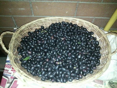 OLIVE.jpg (133.88 KiB) Osservato 1173 volte OLIVE.jpg