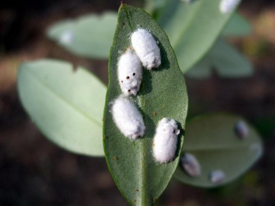 Filippia follicularis.JPG (48.35 KiB) Osservato 1054 volte Filippia follicularis.JPG