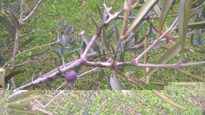 WP_20171206_13_17_56_Pro.jpg (156.26 KiB) Osservato 1237 volte WP_20171206_13_17_56_Pro.jpg