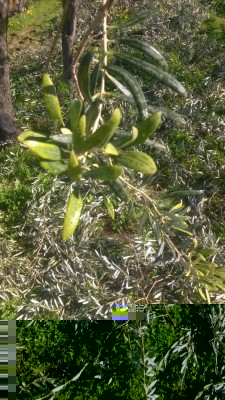 WP_20180125_10_43_44_Pro.jpg (174.9 KiB) Osservato 805 volte WP_20180125_10_43_44_Pro.jpg