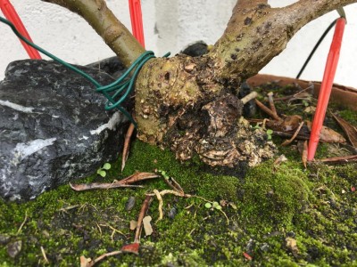 IMG_6839.JPG (180.01 KiB) Osservato 755 volte IMG_6839.JPG