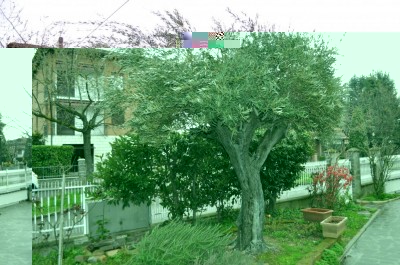 DSC_0745.jpg (150.82 KiB) Osservato 757 volte DSC_0745.jpg