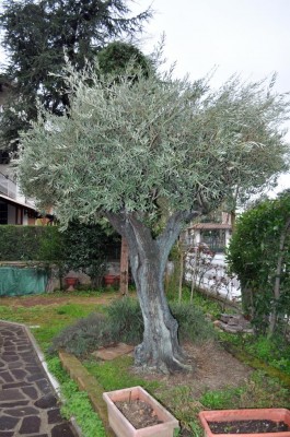 DSC_0746.jpg (171.85 KiB) Osservato 757 volte DSC_0746.jpg