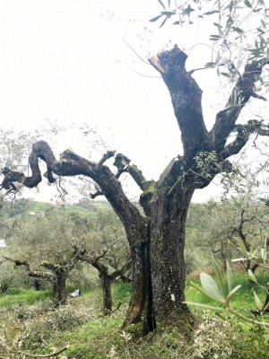 capitozzatura2.jpg (169.39 KiB) Osservato 785 volte capitozzatura2.jpg