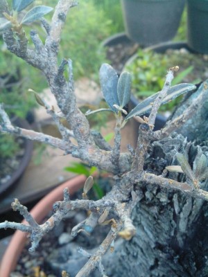 1.jpeg (100.64 KiB) Osservato 829 volte 1.jpeg