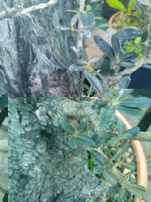 2.jpeg (119.79 KiB) Osservato 829 volte 2.jpeg