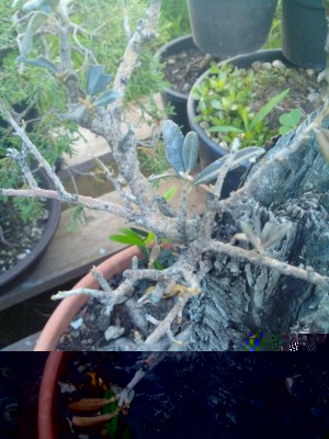 3.jpeg (124.86 KiB) Osservato 774 volte 3.jpeg