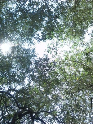 IMG_20180718_152557.jpg (237.2 KiB) Osservato 1052 volte IMG_20180718_152557.jpg