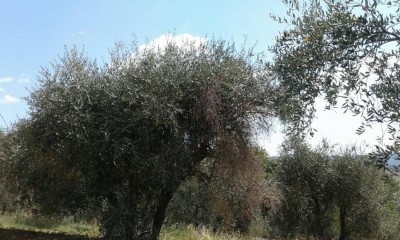 ulivo 5.jpg (140.5 KiB) Osservato 1533 volte ulivo 5.jpg