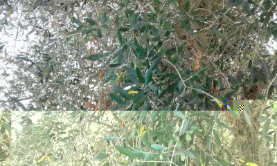 ulivo 4.jpg (161.35 KiB) Osservato 1533 volte ulivo 4.jpg