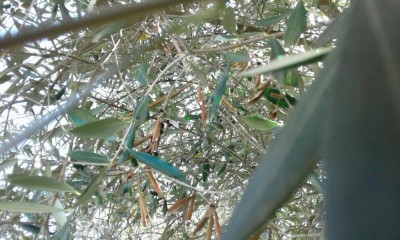 ulivo 3.jpg (113.83 KiB) Osservato 1533 volte ulivo 3.jpg