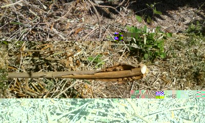 ulivo 1.jpg (208.56 KiB) Osservato 1533 volte ulivo 1.jpg