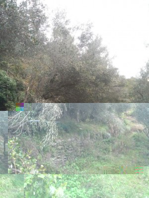 photo5992256578478255579.jpg (124.43 KiB) Osservato 754 volte photo5992256578478255579.jpg