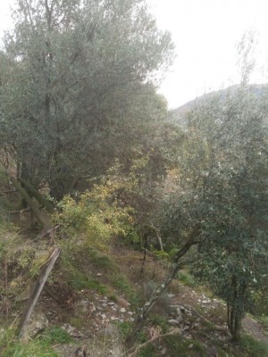 photo5992256578478255578.jpg (127.41 KiB) Osservato 754 volte photo5992256578478255578.jpg