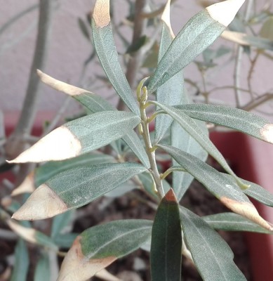 foglie_olivo.jpg (142.76 KiB) Osservato 641 volte foglie_olivo.jpg