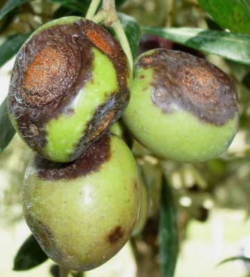 olive antracnose.jpg (70.29 KiB) Osservato 1659 volte olive antracnose.jpg