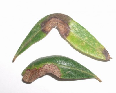 anthracnose-on-olive-leaves.jpg (29.36 KiB) Osservato 1583 volte anthracnose-on-olive-leaves.jpg