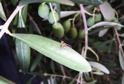 mosca delle olive.JPG