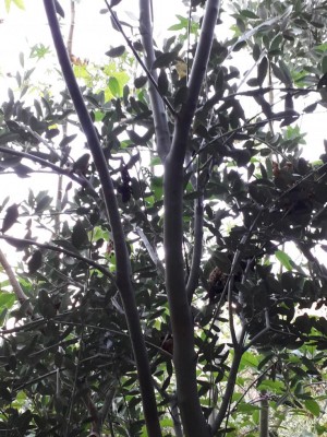 20190803_185908.jpg (148.79 KiB) Osservato 970 volte 20190803_185908.jpg