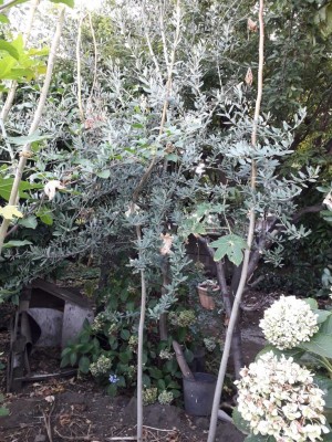 20190803_185718(0).jpg (214.12 KiB) Osservato 922 volte 20190803_185718(0).jpg