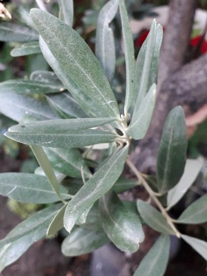 20190803_185841.jpg (85.76 KiB) Osservato 922 volte 20190803_185841.jpg