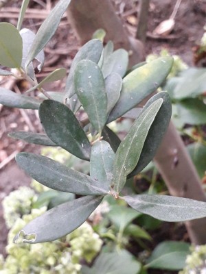 20190803_190004.jpg (88.47 KiB) Osservato 922 volte 20190803_190004.jpg