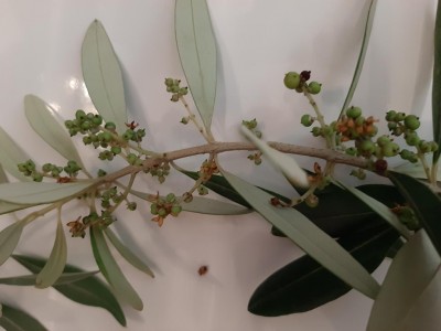 olivette.jpg (54.13 KiB) Osservato 723 volte olivette.jpg