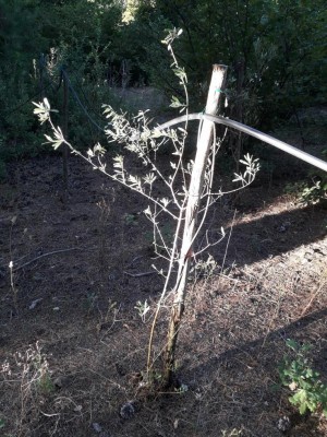 Uliv Campagn 20190816_183323.jpg (202.06 KiB) Osservato 2261 volte Uliv Campagn 20190816_183323.jpg