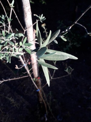 Uliv campagn 20190816_183407.jpg (71.98 KiB) Osservato 2261 volte Uliv campagn 20190816_183407.jpg