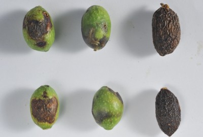 Forzaspal -COLLETOTRICHUM_olivo_frutto_875-sfr_sintomi (5).JPG (197.31 KiB) Osservato 668 volte Forzaspal -COLLETOTRICHUM_olivo_frutto_875-sfr_sintomi (5).JPG