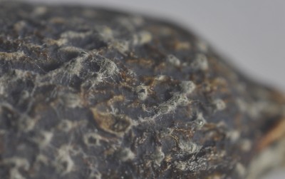 Forzaspal -COLLETOTRICHUM_olivo_frutto_875-sfr_acervuli.JPG (190.02 KiB) Osservato 594 volte Forzaspal -COLLETOTRICHUM_olivo_frutto_875-sfr_acervuli.JPG