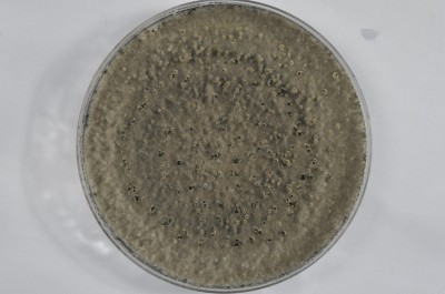 Forzaspal -COLLETOTRICHUM_olivo_frutto_875-sfr_PDA_10gg_capsula_petri.JPG (235.87 KiB) Osservato 594 volte Forzaspal -COLLETOTRICHUM_olivo_frutto_875-sfr_PDA_10gg_capsula_petri.JPG