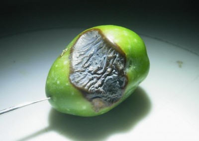 Bordighera -marcume oliva (Botryosphaeria dothidea).JPG