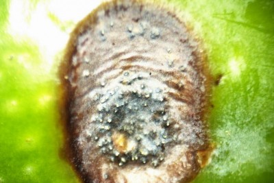 Bordighera -marciume oliva - picnidi (B. dothidea).jpg
