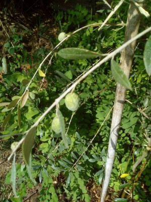 IMG_20190915_141720.jpg (163.77 KiB) Osservato 638 volte IMG_20190915_141720.jpg