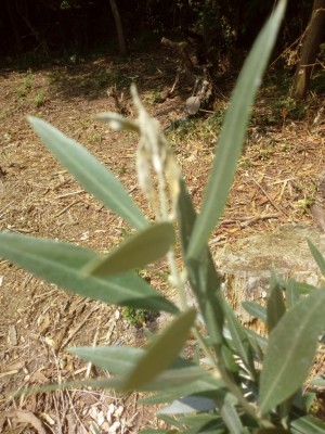 IMG_20190916_142741.jpg (159.57 KiB) Osservato 638 volte IMG_20190916_142741.jpg