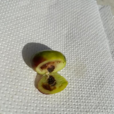 IMG_20191005_150758.jpg (104.43 KiB) Osservato 764 volte IMG_20191005_150758.jpg