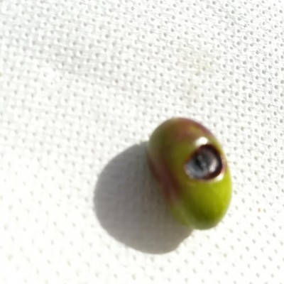 IMG_20191005_150731.jpg (68.09 KiB) Osservato 764 volte IMG_20191005_150731.jpg