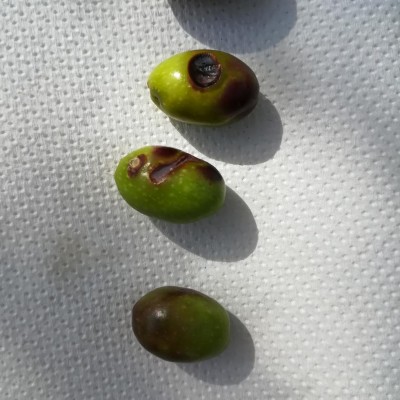 IMG_20191005_145628.jpg (114.64 KiB) Osservato 766 volte IMG_20191005_145628.jpg