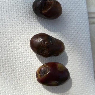 IMG_20191005_145638.jpg (91.48 KiB) Osservato 766 volte IMG_20191005_145638.jpg