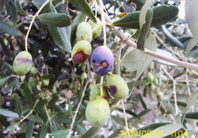 olive  mosca e marciumi.JPG